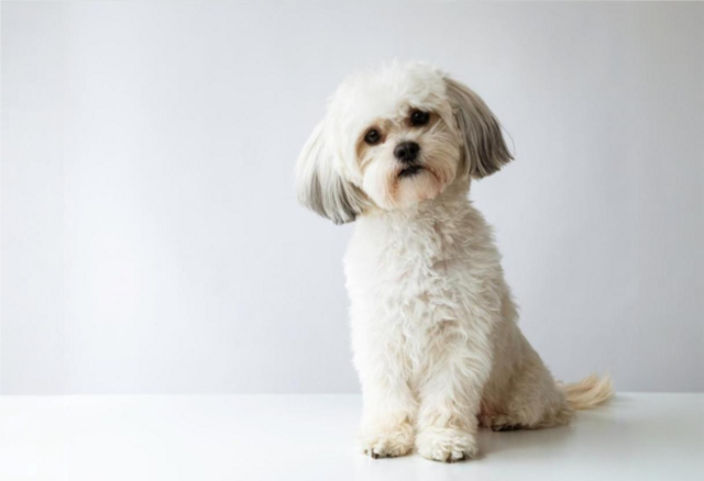 Maltézský psíček: Přítulný společník