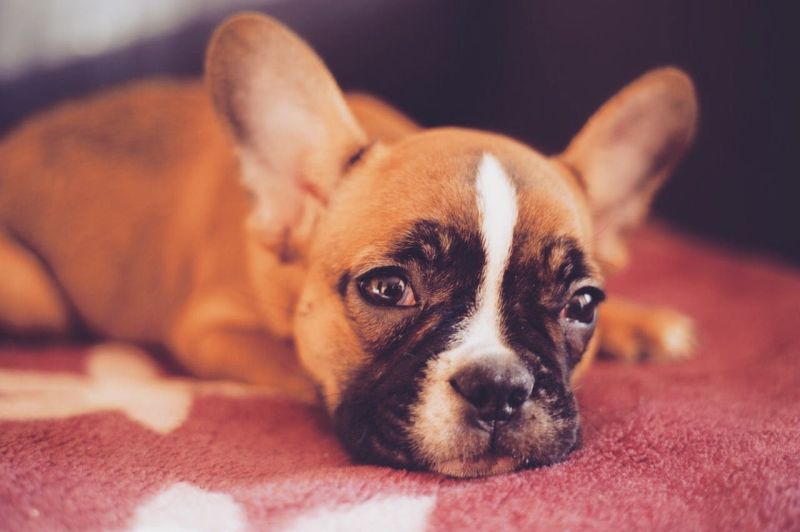 Povinnost čipovat psy od roku 2020