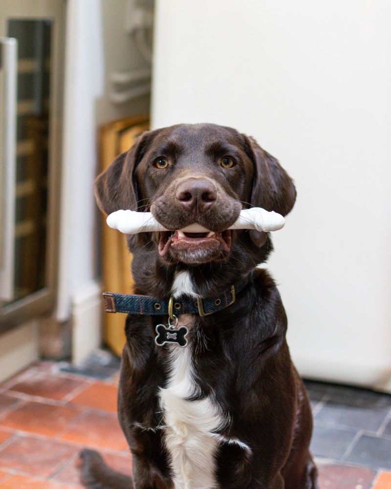 Jak na povely – základní výcvik každého psa