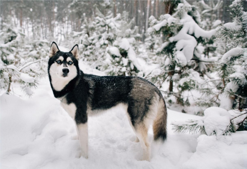 Sibiřský husky