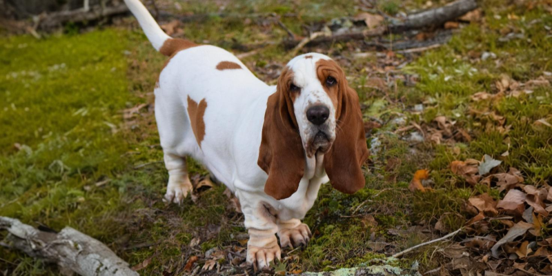 Basset