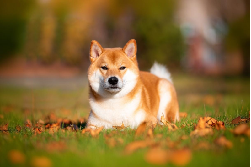Shiba Inu