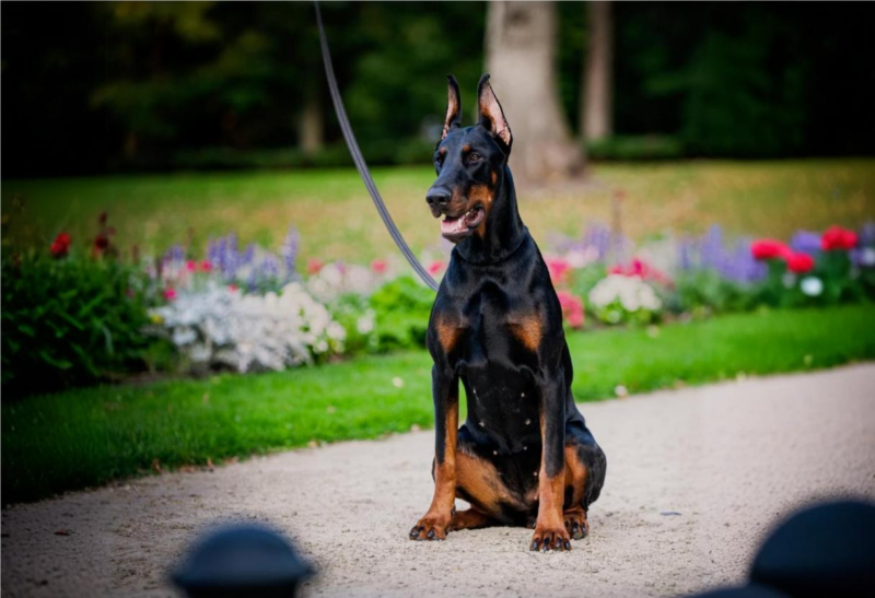 Doberman