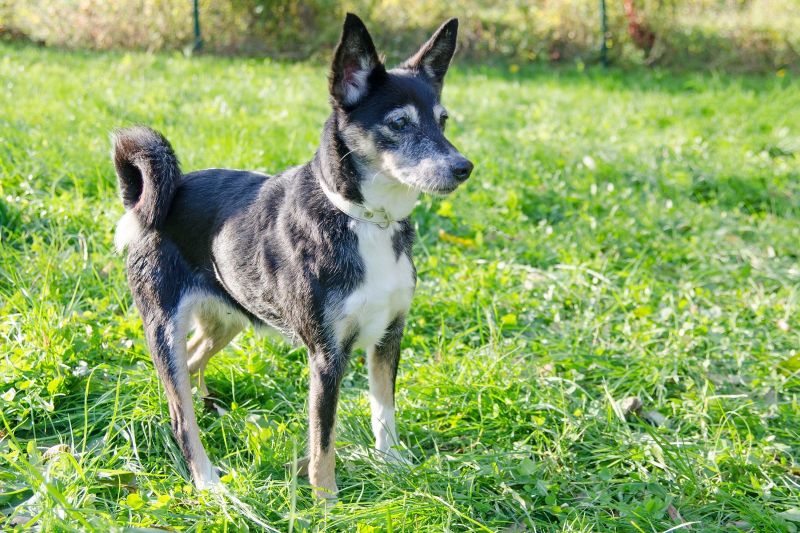 Každou registrací podpoříte pejsky v nouzi !